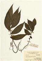 藏品(樓梯草屬)的圖片